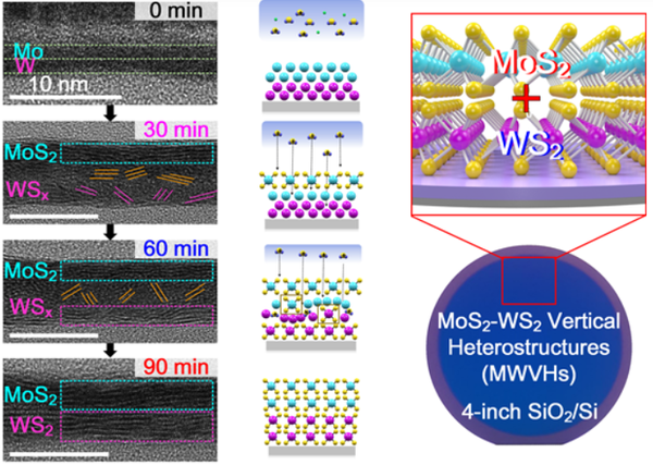 2차원 전이금속 수직이종구조(MoS2-WS2) 모식도 및 시간대별 형성 과정 [사진 출처=성균관대학교]