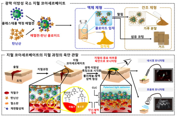 성균관대학교 신미경 교수팀, 육안으로 혈액 응고 여부 식별 가능한 인체 내부 출혈 방지용 광학 이방성 액정 지혈제 개발 성균관대학교 신미경 교수팀, 육안으로 혈액 응고 여부 식별 가능한 인체 내부 출혈 방지용 광학 이방성 액정 지혈제 개발