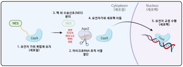 그림 1. 세포 내 _셀프 체크인_의 마이크로RNA 특이적 작용 모식도 [사진출처=카이스트]