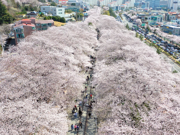 [경남 진해 가볼만한 곳] 진해군항제 개막...전국 최대 벚꽃축제 4년 만에 즐긴다