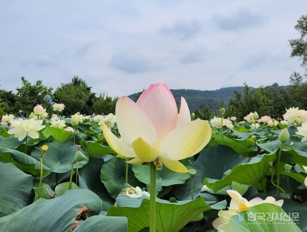 세미원 연꽃축제