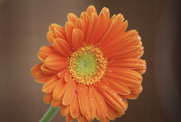 [사진출처=캔바 이미지]