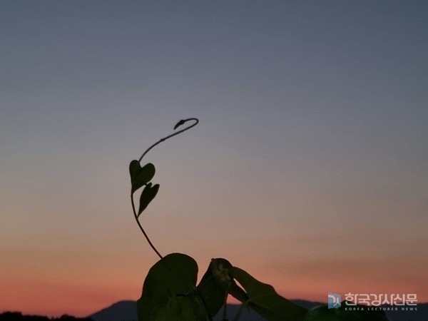 퇴근길에 일몰을 배경으로 찍은 하트 잎사귀 실루엣 사진