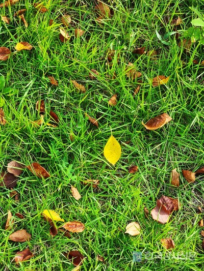 초록 잔디 위에 떨어진 단풍잎