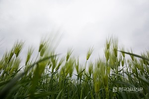 2024년 <b>소만</b>, 입하와 망종 사이의 24절기...약간의 곡식이 여무는 때를 <b>뜻</b> 한...