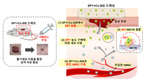 아주대학교 김문석·최상돈 교수팀, 줄기세포 상처 치료 효율 높일 新소... - 뉴스 썸네일 이미지