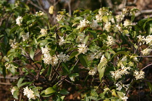국립수목원 '우리의 정원식물', 1월은 상서로운 하얀 향기 '백서향' - 뉴스 썸네일 이미지