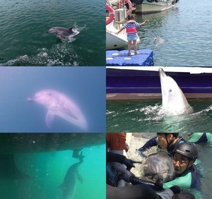 TV 동물농장, 330km 긴박한 이송 '<b>돌고래 안목이</b> 구조작전 전 과정' 공개
