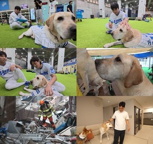 [TV 동물농장] '붕대 투혼' <b>구조견 토백이</b>, 삼성 라이온즈 119번 달고 생...